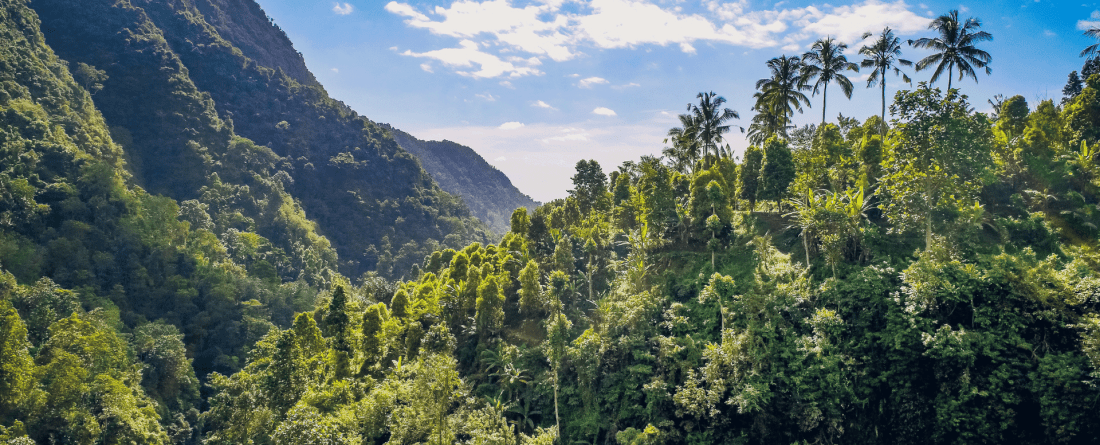 picture of trees and mountains