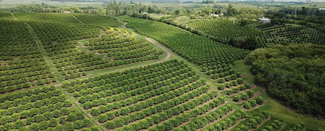 image of large green field