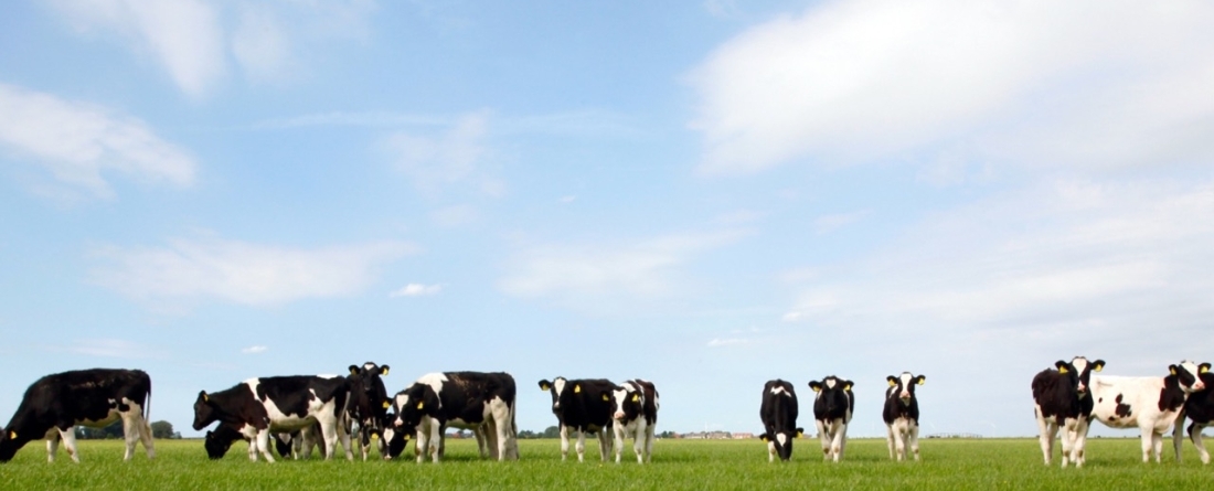 picture of cows in a field