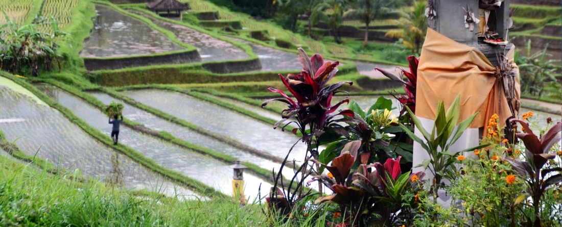 image of greenery in Indonesia