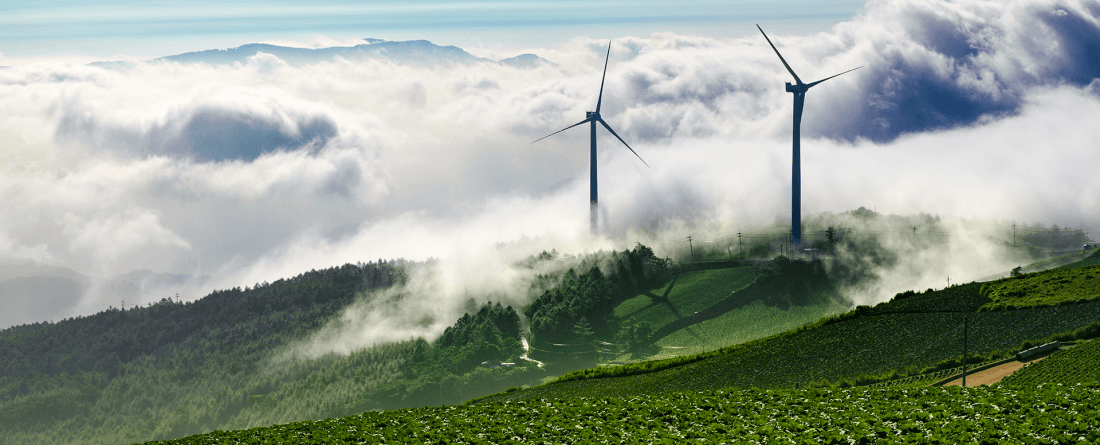 A cabbage field in a mountainous region with clouds in the background. Wind turbines are visible down the mountainside.