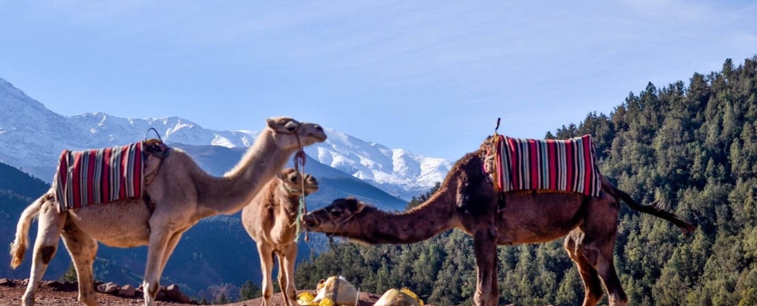 image of camels against the mountains of Morocco and a bright blue sky